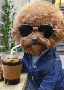 COOL DOG WITH COFFEE BIRTHDAY