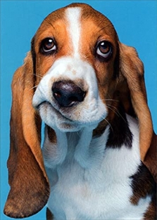 avanti-press_frowning-beagle-dog-feel-better_01.jpg