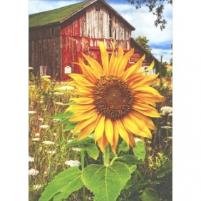 avanti-press_sunflower-barn-blank_01.jpeg