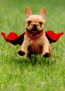 FRENCHIE W/RED CAPE THANK YOU