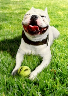 SMILING DOG WITH BALL BIRTHDAY