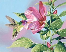 dimensions_hibiscus-hummingbird_01.jpg