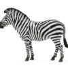 COMMON ZEBRA - COLLECTA