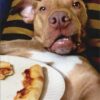 DOG PIZZA PLATE BIRTHDAY GREAT FOR GUYS
