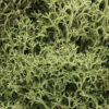 LICHEN-SPRING GREEN 1.5 QT