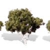 WATERS EDGE 1 1/4"-2" TREES