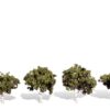 WATERS EDGE 2"-3" TREES