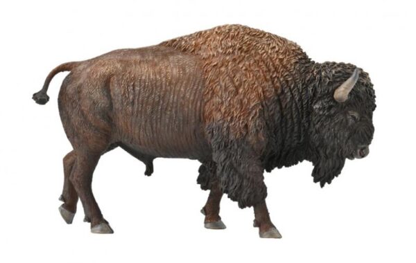 AMERICAN BISON