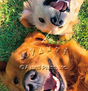 HAPPY PARTY DOGS