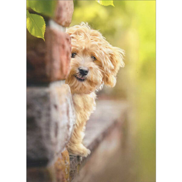 DOG ON BRICK LEDGE